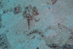 Amblyeleotris wheeleri