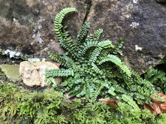 Asplenium trichomanes pachyrachis