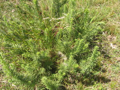 Baccharis coridifolia