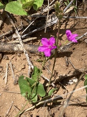 Commicarpus pentandrus