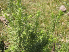 Baccharis coridifolia