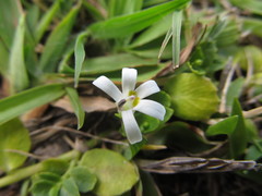 Lobelia hederacea