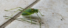 Isophya camptoxypha