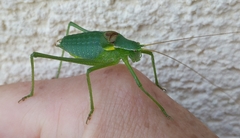 Isophya camptoxypha