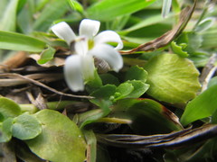 Lobelia hederacea