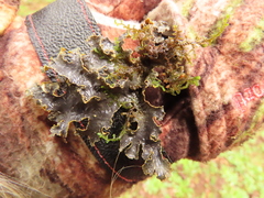 Pseudocyphellaria hawaiiensis