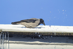 Corvus cornix