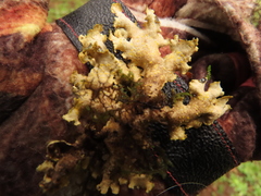 Pseudocyphellaria hawaiiensis