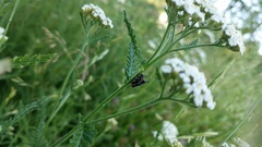 Phytoecia pustulata