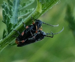 Phytoecia pustulata