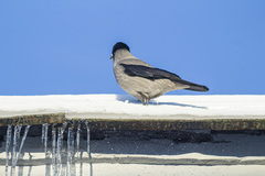 Corvus cornix