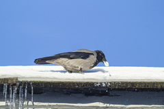 Corvus cornix