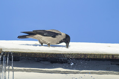Corvus cornix