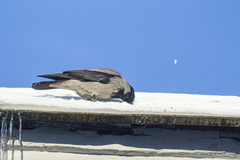 Corvus cornix
