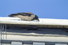Corvus cornix