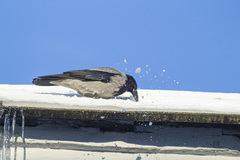 Corvus cornix