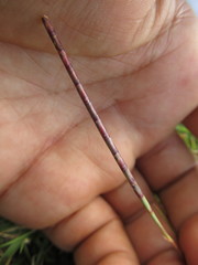 Coelorachis selloana