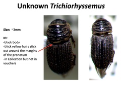 Trichiorhyssemus