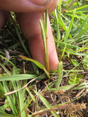 Coelorachis selloana