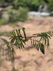 Mimosa tenuiflora