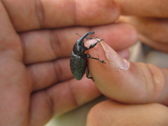 Heilipodus scabripennis