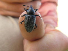 Heilipodus scabripennis