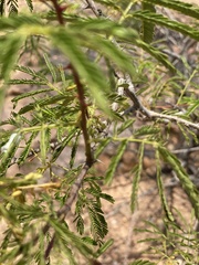 Mimosa tenuiflora