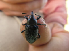 Heilipodus scabripennis