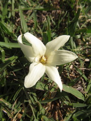 Zephyranthes americana
