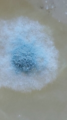Penicillium