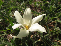 Zephyranthes americana