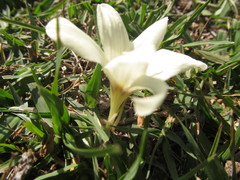 Zephyranthes americana