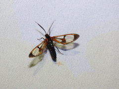 Cosmosoma centralis