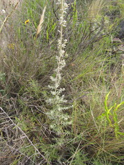 Baccharis ochracea