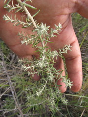 Baccharis ochracea