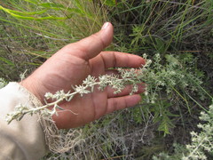 Baccharis ochracea