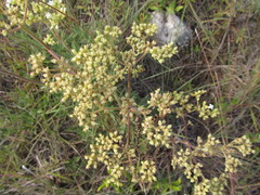 Galianthe centranthoides