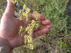 Galianthe centranthoides