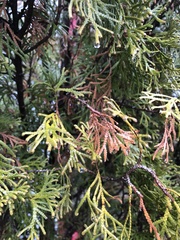 Pestalotiopsis funerea