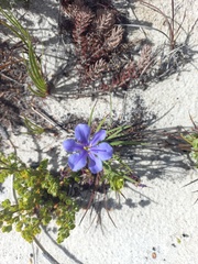 Aristea glauca