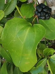 Smilax havanensis image