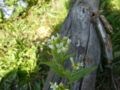 Pseudoturritis turrita