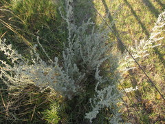 Baccharis ochracea