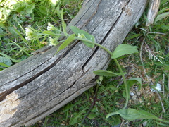 Pseudoturritis turrita