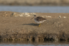 Limnodromus scolopaceus