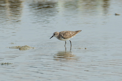 Calidris minuta