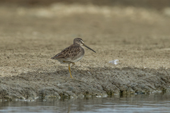 Limnodromus scolopaceus