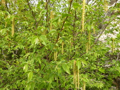 Ostrya carpinifolia