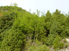 Carpinus orientalis