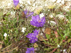 Edraianthus